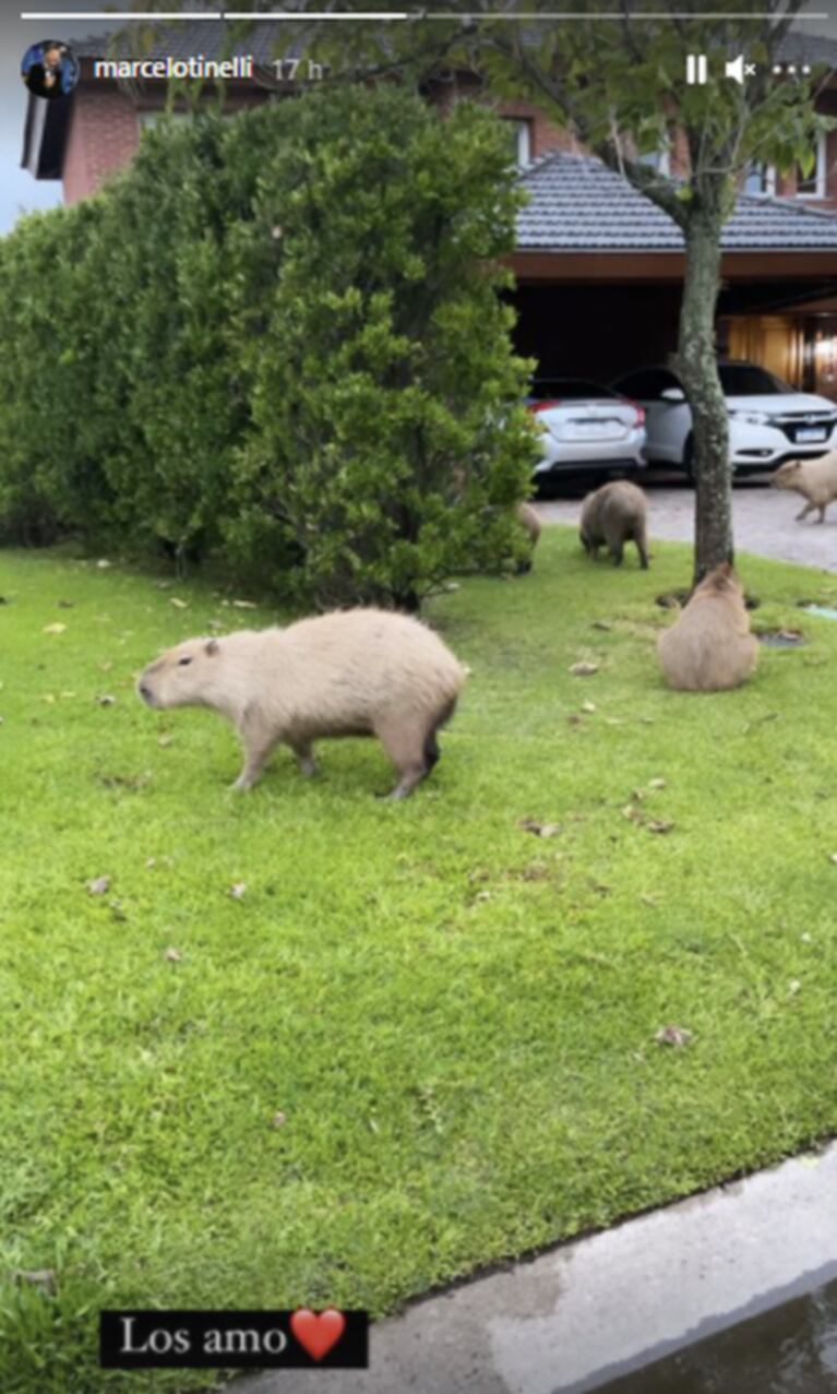 Marcelo Tinelli celebró la "invasión" de carpinchos ¡en el jardín de su casa!: "Me muero, los amo"