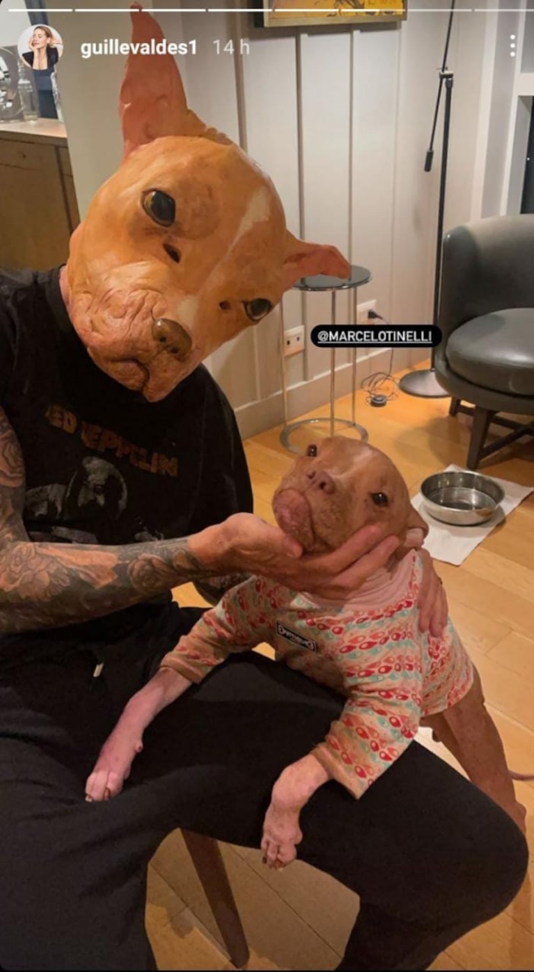 Marcelo Tinelli lució un disfraz súper original y especial: apareció en redes como su perrita adoptada