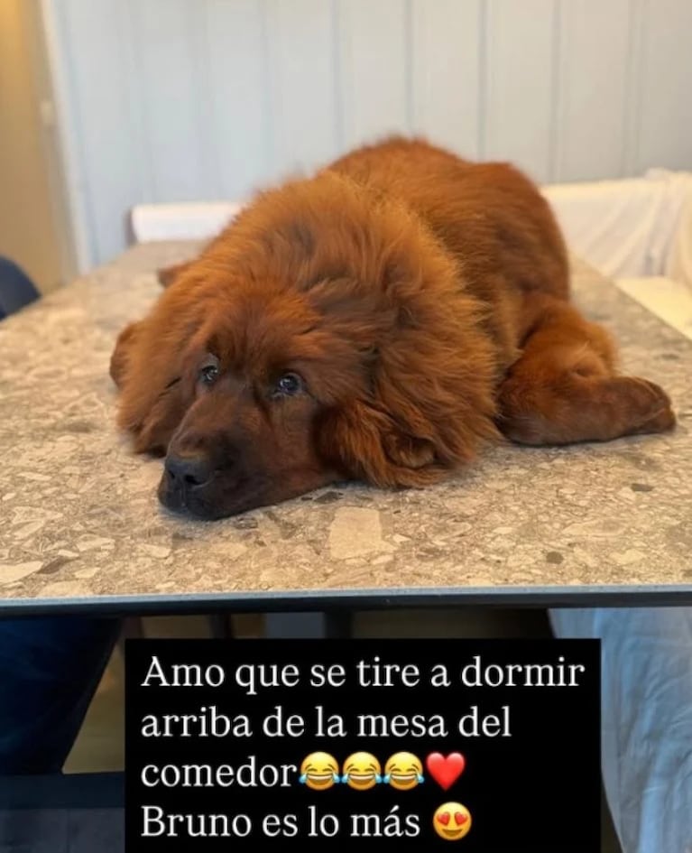 Marcelo Tinelli y su perro Bruno. Crédito: Instagram