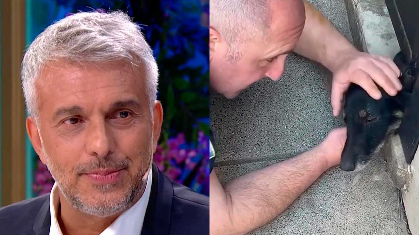 Mario Massaccesi se emocionó al ver el rescate de una perra (Fotos: captura eltrece y Instagram)