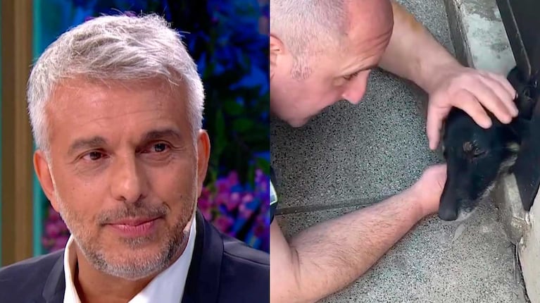 Mario Massaccesi se emocionó al ver el rescate de una perra (Fotos: captura eltrece y Instagram)