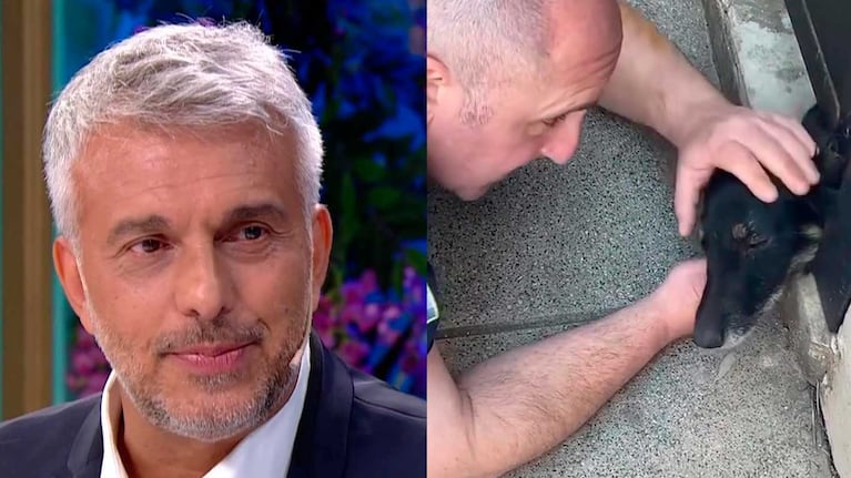 Mario Massaccesi se emocionó al ver el rescate de una perra (Fotos: captura eltrece y Instagram)