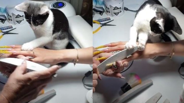 Mau, el gato asistente de manicurista que ayuda a limar las uñas a las clientas