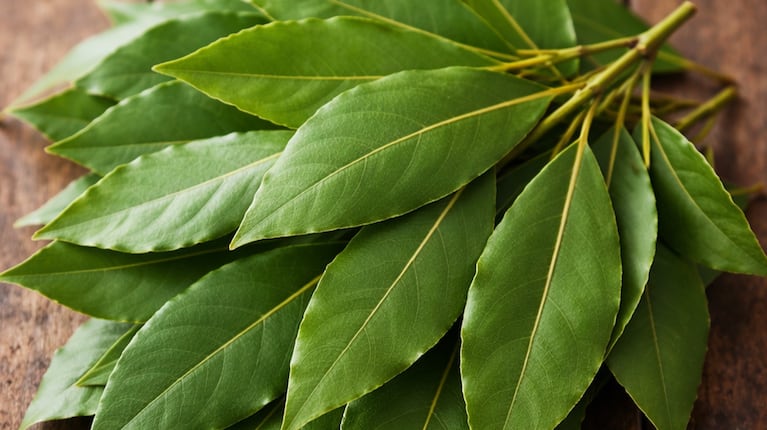 Meter una hoja de laurel en la almohada: por qué recomiendan hacerlo y qué significa