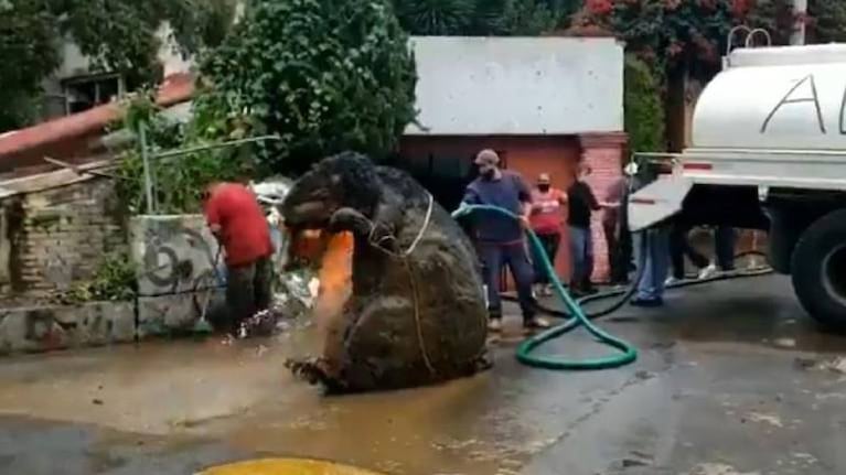México: “rata” gigante atasca canal de drenaje tras una inundación