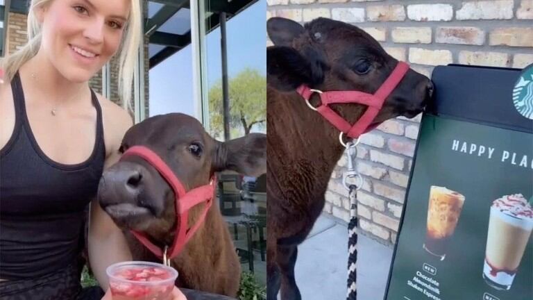 Mientras tanto en Arizona, esta mujer lleva de paseo a su ternero a Starbucks 