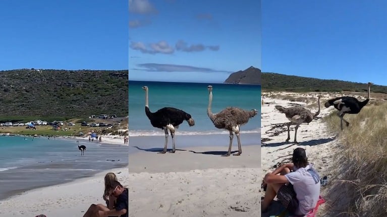 Mientras tanto en Sudáfrica: un par de avestruces se dan un paseo por una playa de Ciudad del Cabo