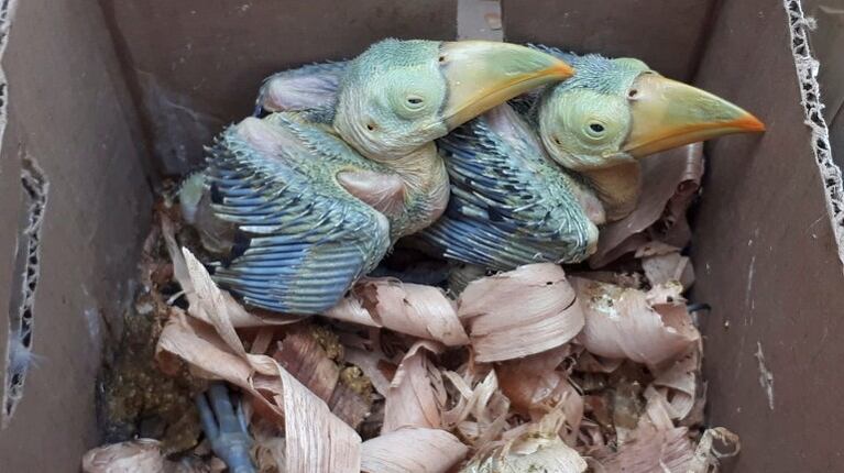  Miles de animales rescatados en operativo de Interpol contra el tráfico de especies. Foto: AP.