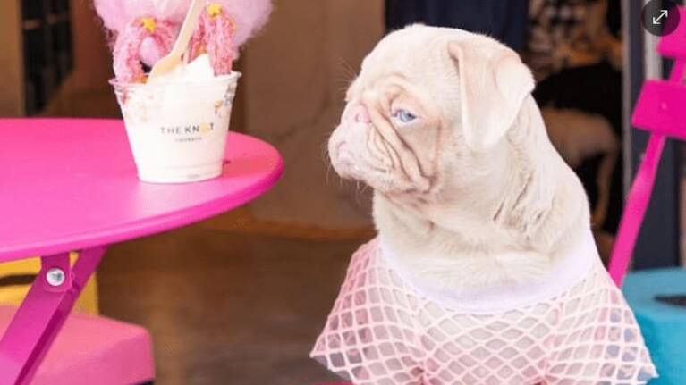 Milkshake, el pug rosa que enaramora en Instagram