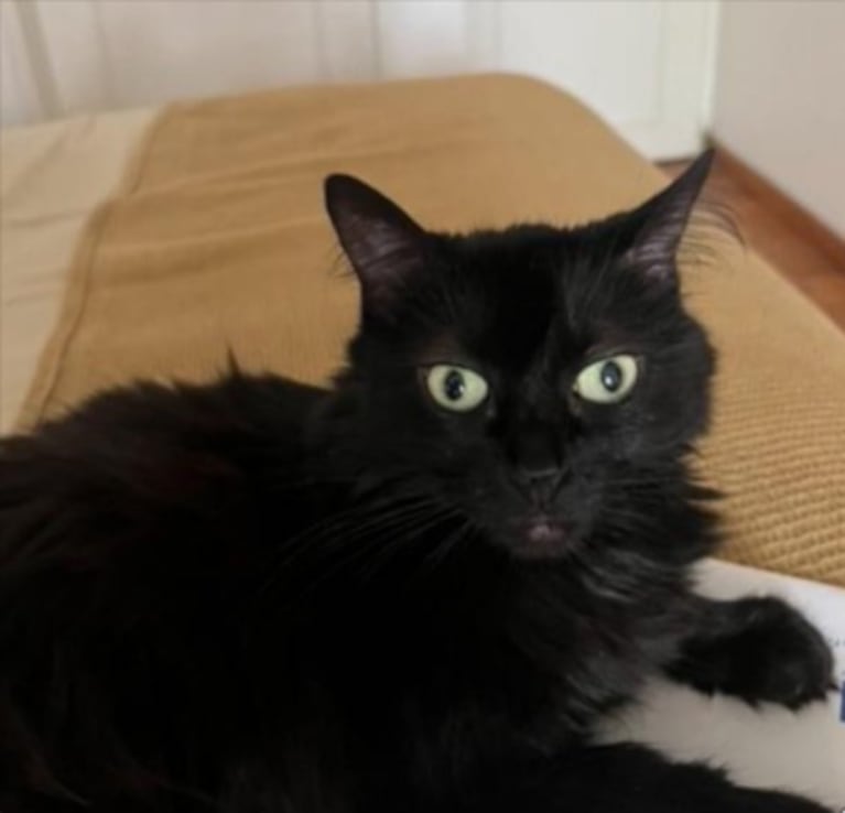 Mina, la gata negra de Denise Dumas con ojos amarillos, difundida por LAM en sus redes sociales
