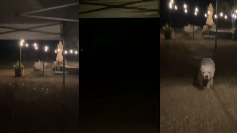 Mirá: así llama esta dueña a su perro sordo para que vuelva a casa