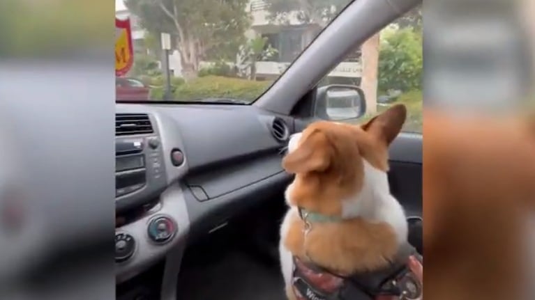 Mira la reacción de este perro al intentar atrapar los limpiaparabrisas de un coche