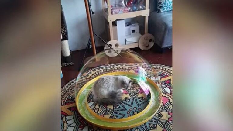 Mira la sorpresa de este gato al verse dentro de una burbuja
