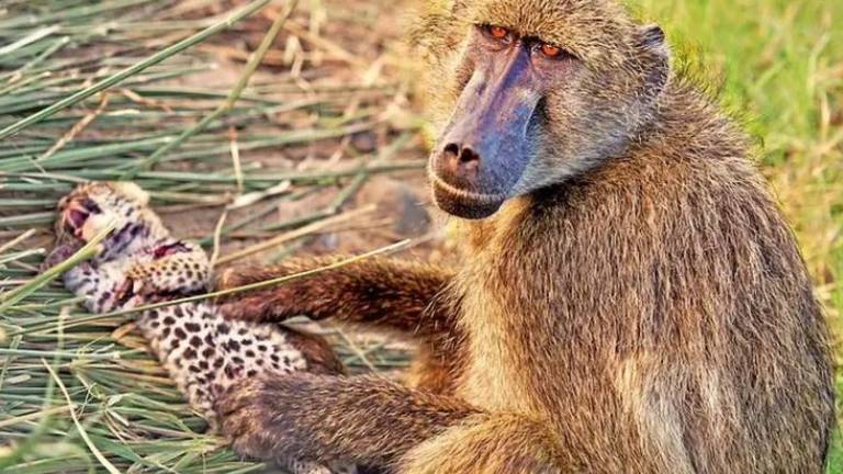 Misterio: otro mono babuino “roba” un cachorro de leopardo