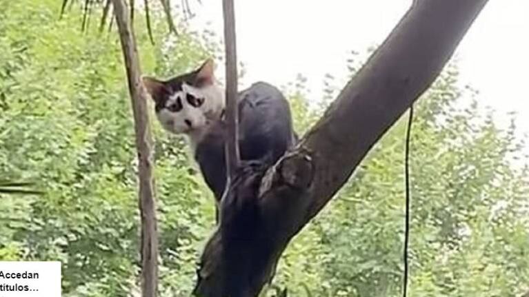 Moggie, el gato que enternece en las redes por su carita triste