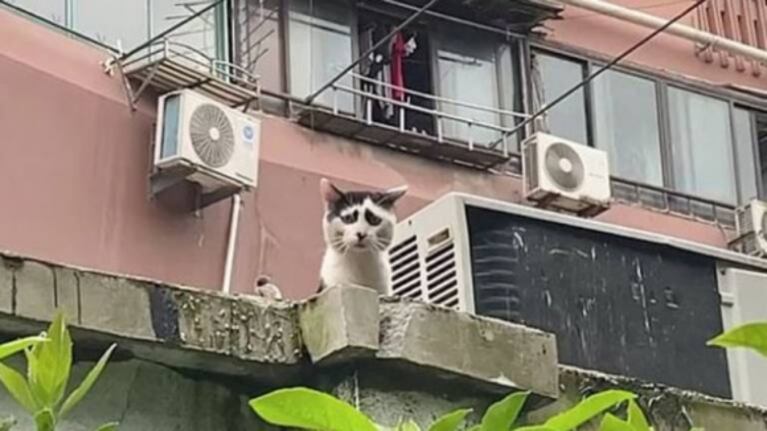 Moggie, el gato que enternece por su carita triste