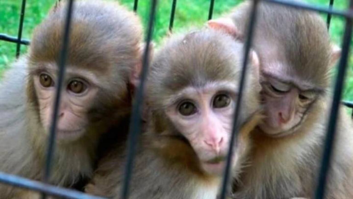 Monitos abrazan sin cesar a su hermano y los veterinarios descubren que tiene Síndrome de Down