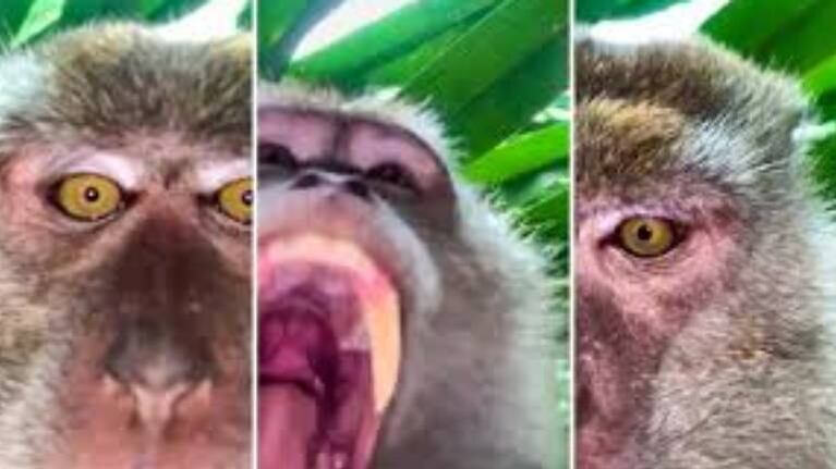 Mono se roba un celular y se toma unas “selfies” en Malasia
