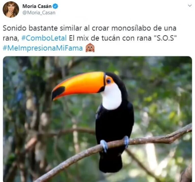Moria Casán calificó a Yanina Latorre de "tucán con gripe" y le dedicó irónicos tweets: "¿No es divino este ranfástido?"