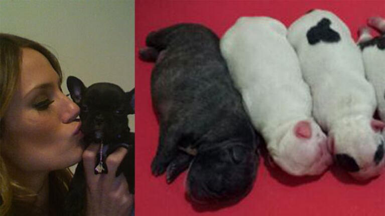Moro, la mascota "famosa" preferida de los usuarios de Ciudad.com. (Foto: Web)