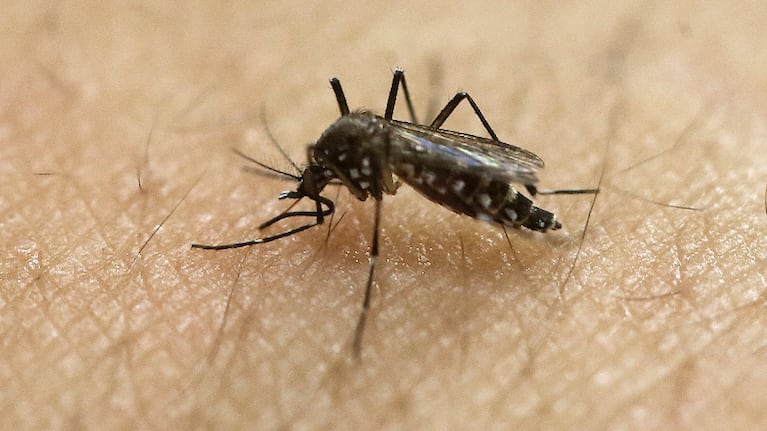 Mosquito Aedes: pautas para identificar al transmisor del dengue.