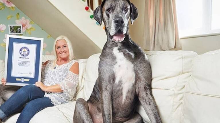 Muere a los 8 años y medio Freddy, el perro más alto del mundo