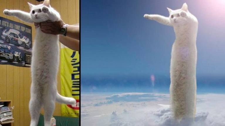 Muere Nobiko, el famoso “gato largo” y rey de los memes