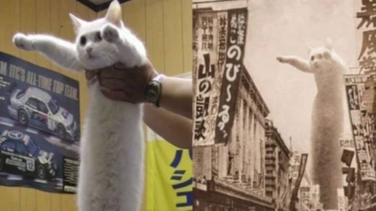 Muere Nobiko, el famoso “gato largo” y rey de los memes