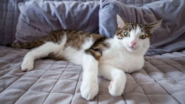 Mujer enseña a “hablar” a su gata y la mascota se queja por la música que escucha