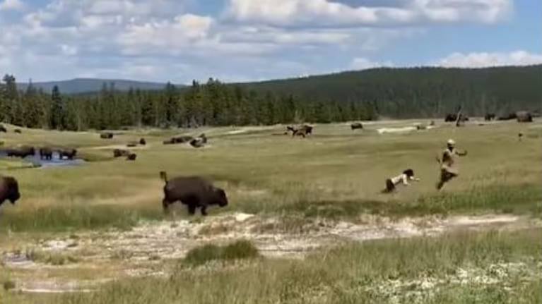 Mujer finge estar muerta y se salva del ataque de un bisonte