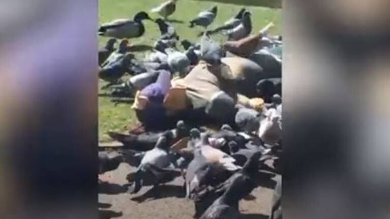 Mujer se disfraza de pan de molde alimentar a palomas