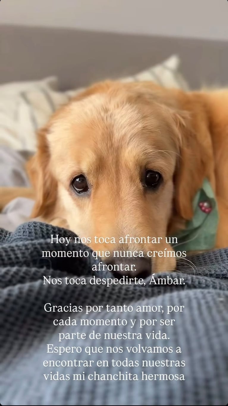Murió Ámbar, la perra de Manuel de Gran Hermano (Foto: Instagram/@justo.ibero)