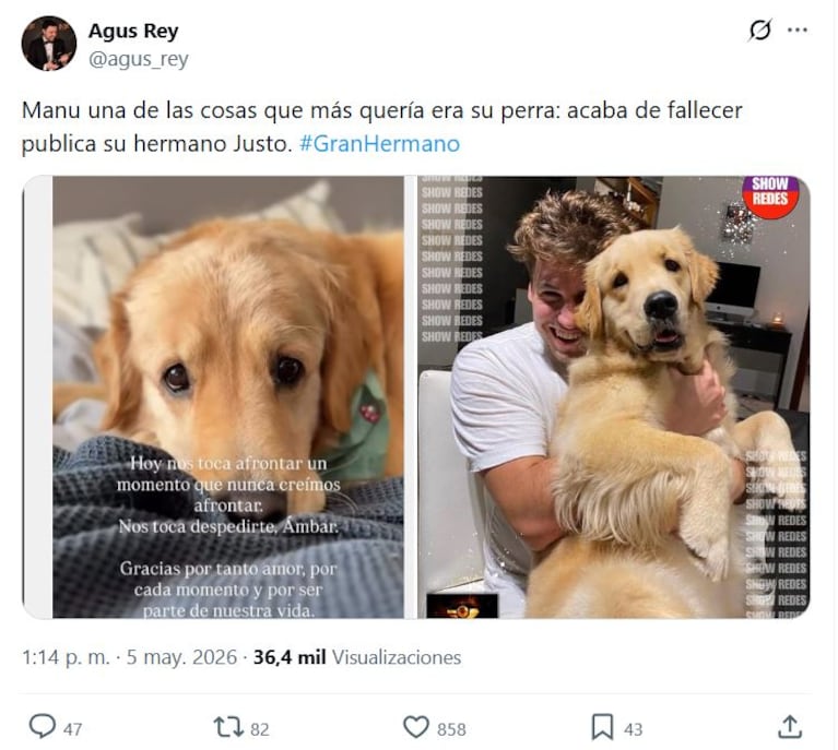 Murió Ámbar, la perra de Manuel de Gran Hermano (Foto: X/@agus_rey)