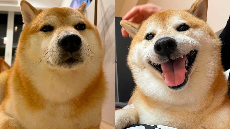 Murió Balltze, el perro conocido como Cheems en los memes (Foto: Facebook Balltze)
