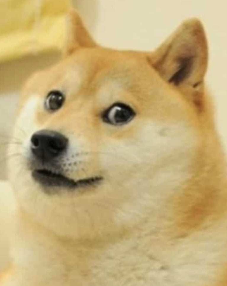Murió Kabosu, la perrita que se convirtió en meme e inspiró la creación de una criptomoneda