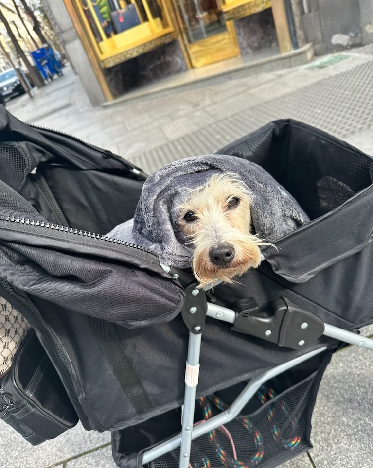 Murió la perrita de Cande Tinelli (foto de Instagram)