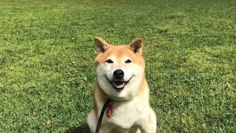 Muy tierna: esta perrita sonríe cuando llega su dueña a casa
