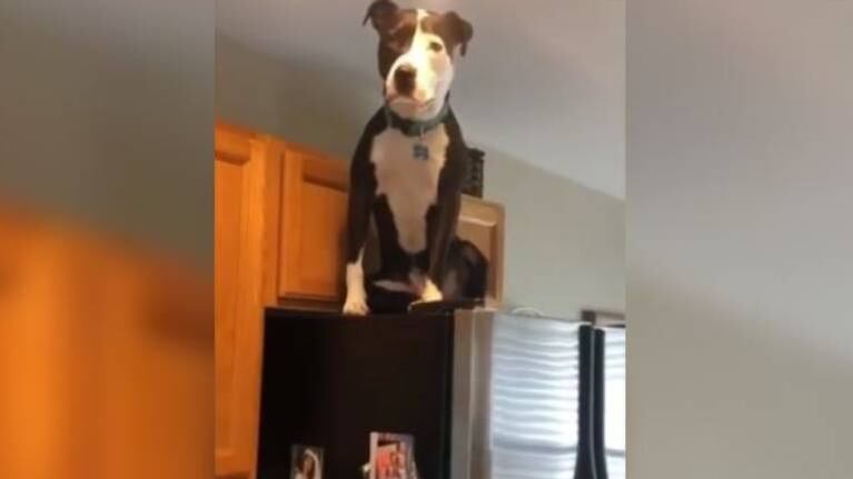 Muy tierno: Mako, el perro que se comporta como un gato