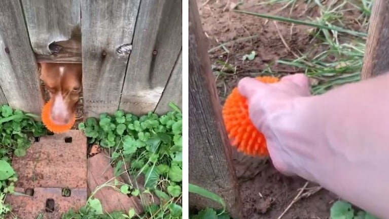 Muy tierno: perrito le tira la pelota a su vecino para jugar por debajo de una cerca