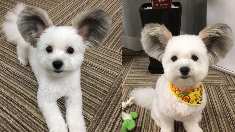 Muy tierno: perrito se hace famoso por tener orejas parecidas a las de Mickey Mouse