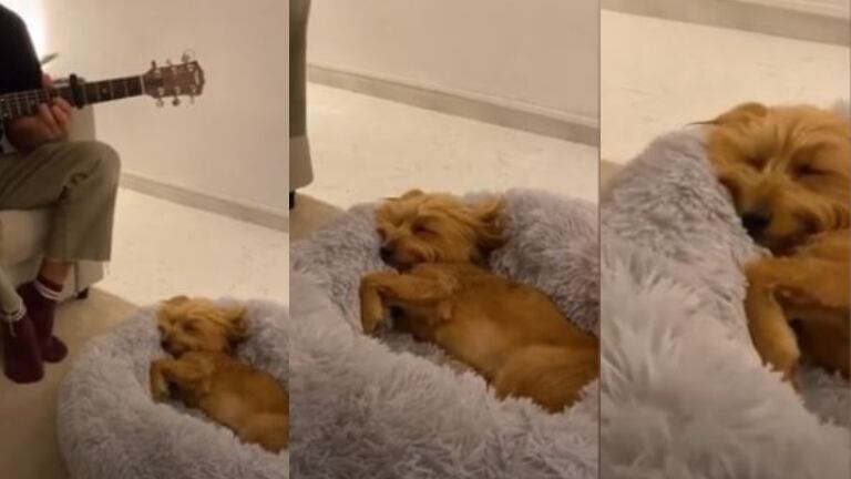 Muy tierno: un perro se duerme como un bebé escuchando canciones de cuna.