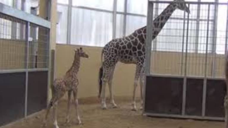 Muy tierno: una jirafa conoce a su bebé en la “sala de partos”
