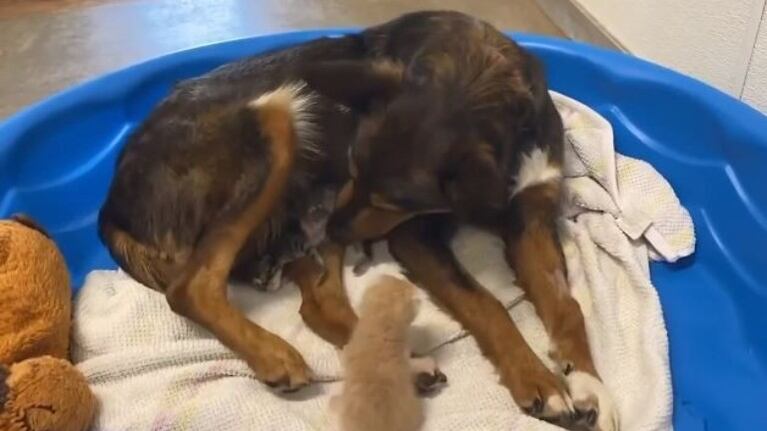 Muy tiernos: una perra rescatada adopta como sus hijos a dos cachorros de gato huérfanos