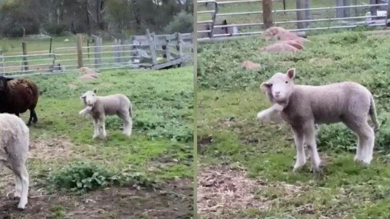 Nace un cordero de cinco patas en una granja de Australia 