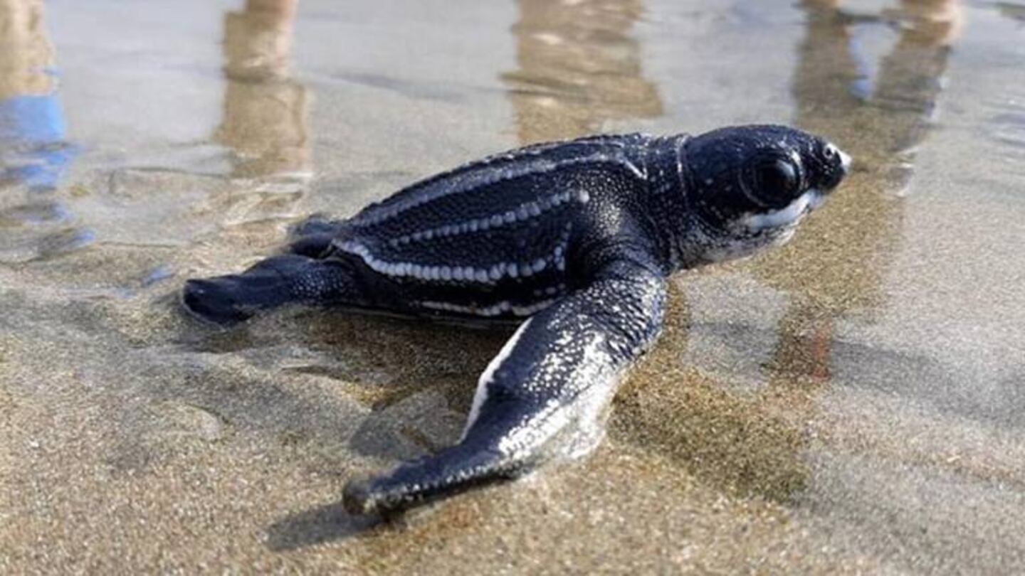 Nacieron en Ecuador 38 ejemplares de la tortuga marina más grande del planeta