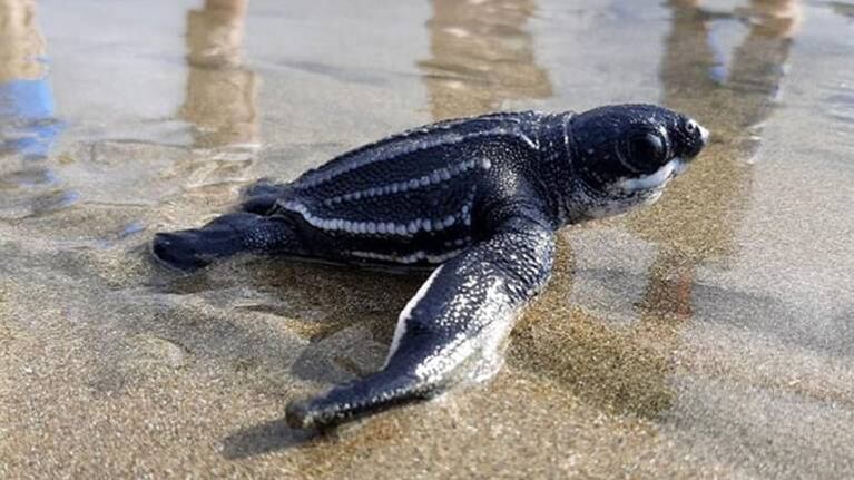 Nacieron en Ecuador 38 ejemplares de la tortuga marina más grande del planeta