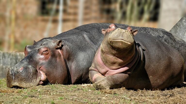 Nació hipopótamo en un parque de Disney