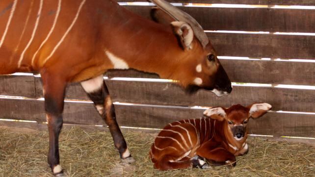 Nació un antílope bongo en Temaikén