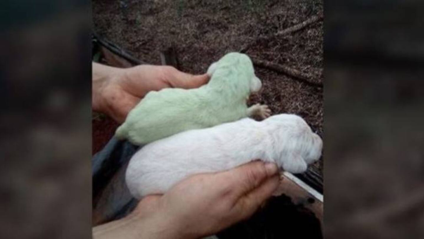 Nació un perro de color verde y explican las razones