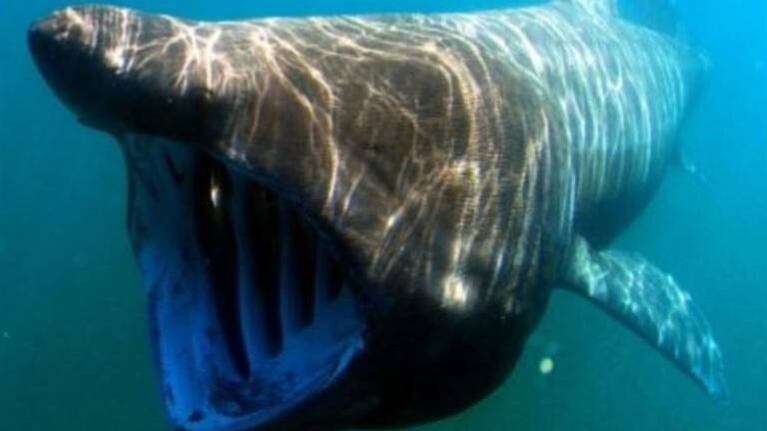 Nadaba en aguas con poca visibilidad y se topó con tiburón peregrino de cinco metros